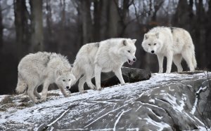 Обои для рабочего стола: Белые волки