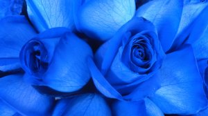 Обои для рабочего стола: Синие розы
