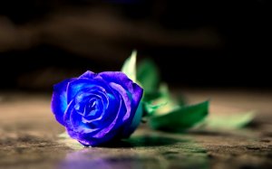 Голубая роза на полу - скачать обои на рабочий стол