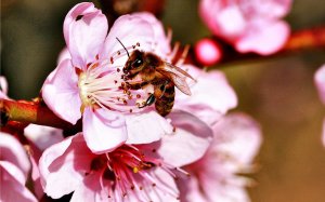 Пчела на садовом цветке - скачать обои на рабочий стол