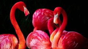 Фламинго - скачать обои на рабочий стол