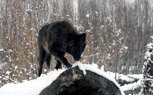 Обои для рабочего стола: Черный волк