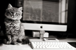 Компьютерный кот - скачать обои на рабочий стол