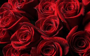 Обои для рабочего стола: Темно-красные розы