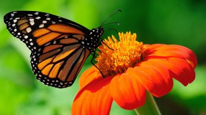 Бабочка на оранжевом цветке - скачать обои на рабочий стол