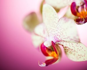 Белая с малиновым орхидея - скачать обои на рабочий стол