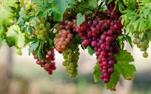 Гроздья винограда - скачать обои на рабочий стол