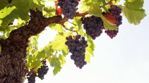 Обои для рабочего стола: Урожай винограда