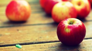Обои для рабочего стола: Краснобокие яблочки