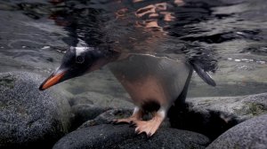 Обои для рабочего стола: Пингвин под водой