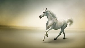 Белоснежная лошадь - скачать обои на рабочий стол