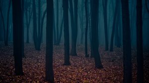 Мрачный лес - скачать обои на рабочий стол