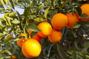 Апельсины на ветках - скачать обои на рабочий стол