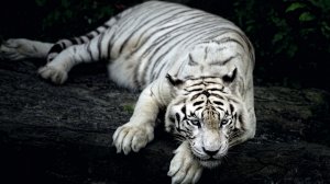 Обои для рабочего стола: Белый тигр