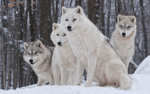 Белые волки - скачать обои на рабочий стол