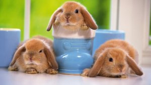 Кролики в голубых чашках - скачать обои на рабочий стол