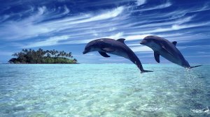 Обои для рабочего стола: Прыжок дельфинов 