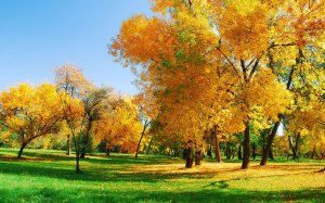 Осенние деревья в лучах солнца - скачать обои на рабочий стол