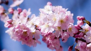 Обои для рабочего стола: Цвет дерева весной