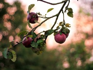 Урожай яблок - скачать обои на рабочий стол