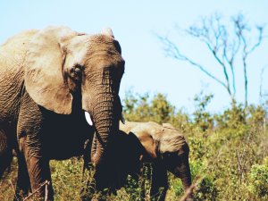 Слон и слоненок - скачать обои на рабочий стол