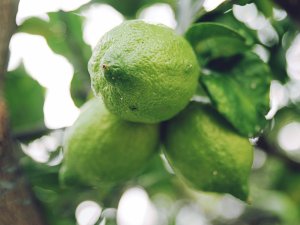 Зеленые лимоны - скачать обои на рабочий стол