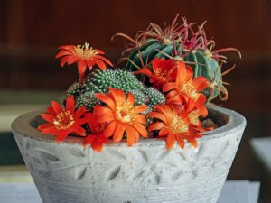 Цветущий кактус - скачать обои на рабочий стол