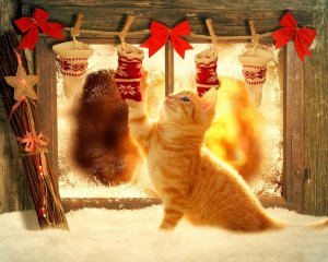 Кошка у камина с подарками - скачать обои на рабочий стол