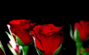 Обои для рабочего стола: Страсть красных роз