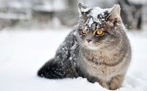 Обои для рабочего стола: Кот в снегу