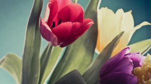 Обои для рабочего стола: Цветные тюльпаны