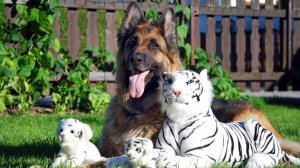 Обои для рабочего стола: Пес и тигры