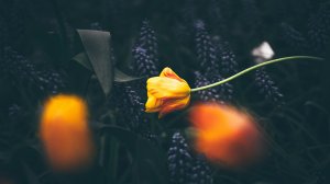 Желто-красный тюльпан - скачать обои на рабочий стол