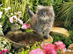 Котёнок в саду - скачать обои на рабочий стол