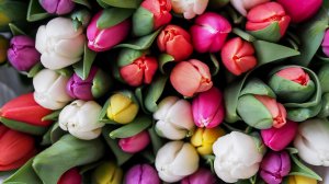 Обои для рабочего стола: Цветные тюльпаны