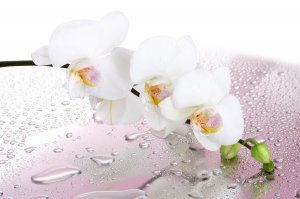 Капли росы на орхидее - скачать обои на рабочий стол