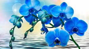 Обои для рабочего стола: Синяя орхидея