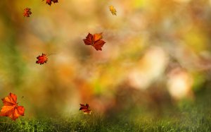 Осенняя листва - скачать обои на рабочий стол