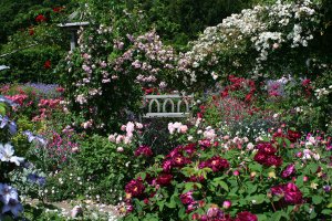 Обои для рабочего стола: Цветущий сад