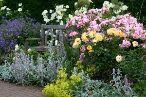 Розовые кусты в саду - скачать обои на рабочий стол