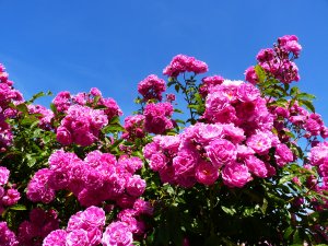 Розы в саду - скачать обои на рабочий стол