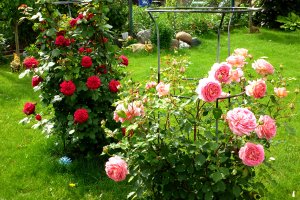Обои для рабочего стола: Розовые кусты в саду