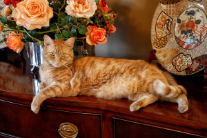 Розы и кот - скачать обои на рабочий стол