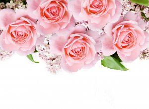 Обои для рабочего стола: Нежно-розовые розы