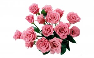 Обои для рабочего стола: Розы в розовом
