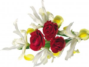 Розы и ирисы - скачать обои на рабочий стол
