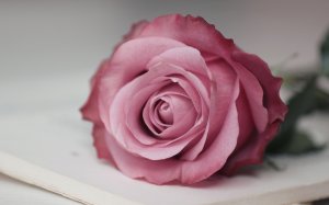 Обои для рабочего стола: Для галереи роз