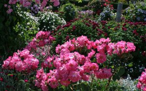 Садовые розы - скачать обои на рабочий стол