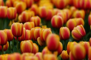 Желто-красные тюльпаны - скачать обои на рабочий стол