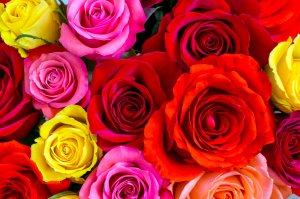 Обои для рабочего стола: Цветные розы
